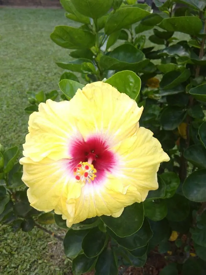 ***  Seawin Beach Resort Varkala India
