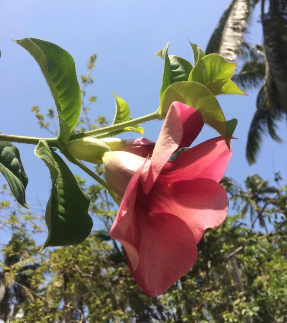 Seawin Beach Resort Varkala